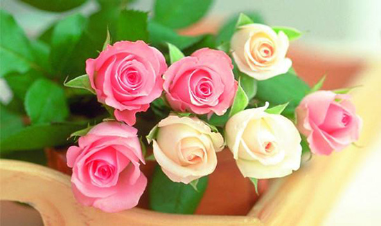 生活资讯  资讯详情   美国丽人(american   beauty)是最知名的玫瑰